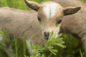 Close up shot of a small goat eating a plant