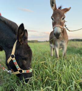 Miniture Donkeys