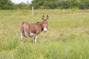 Donkey standing in an open field looking at the camera