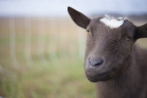 Close up shot of a brown smiling goat