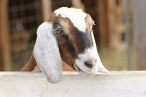 A brown color goat putting his head on a fence