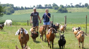 Two people walking in between of a goat crowd