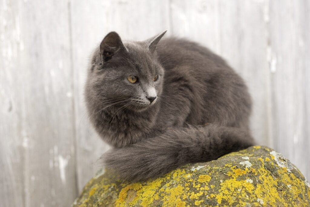 Black color cat sitting on a yellow object