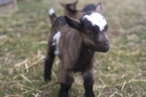 A small brown and white color kid standing on a ground