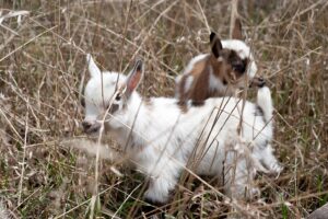 Two small goat sleeping in between the grasses