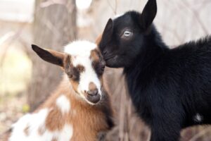 Black and a brown color goat playing together