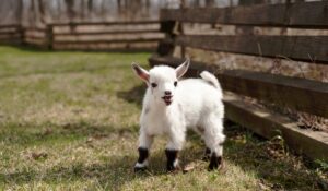 A small white color goat looking at the camera