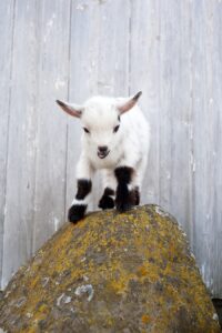 White and black color goat standing on a rock