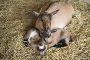 Two baby kid sleeping with their goat on yellow grasses