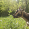 Brown and black color goat eating flower plants