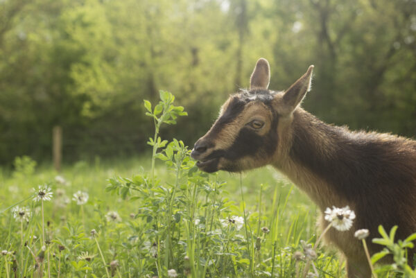 Brown and black color goat eating flower plants