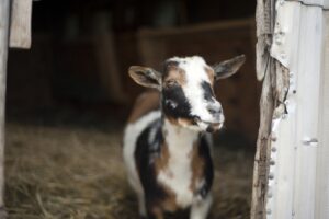 A small brown white and black color goat looking at camera