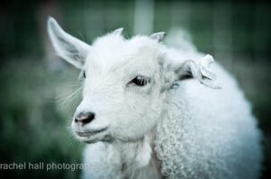 Small milkey white color goat and blur background