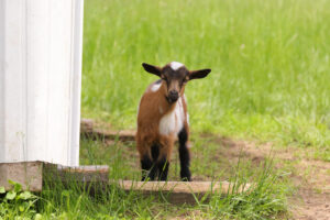 Small brown color goat standing near a house