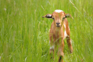 Brown and white color kid in between the green grasses