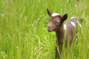 A small brown and white color goat kid in between the grasses