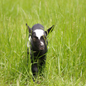 Black and white color goat walking in the grasses