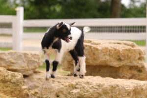 tiny black and white goat on rocks