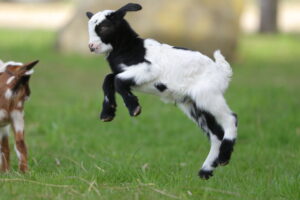 tiny black and white goat jumping