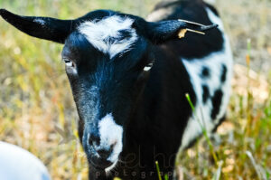 A black and white goat in field