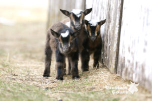 Three small goats satnding together near a wall