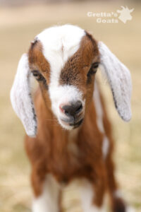 Close up shot of a brown and white color goat