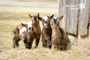 Sweet Faces Quads