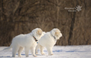 Two small snow dogs standing on the ice