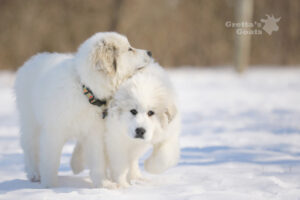 Two white color dog playing in a place filled with ice