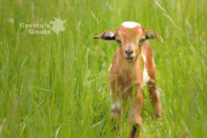 Brown and white color kid in between the green grasses