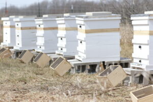 Some honey bee beehives in an open field