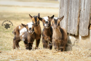 Four small brown white color litle kids