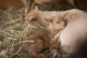 A newborn goat cuddling up to its mother while resting on hay.