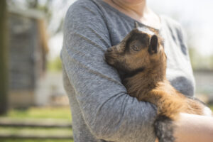 A person holding a baby goat outdoors.