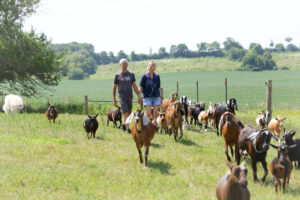 Couple walking goats on a farm.