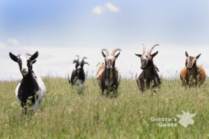 Five goats graze in a grassy field.