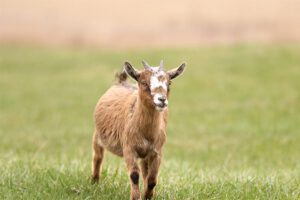 Young goat standing on green grass field.