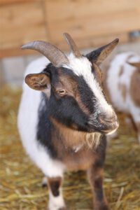 Brown and white goat standing on straw.